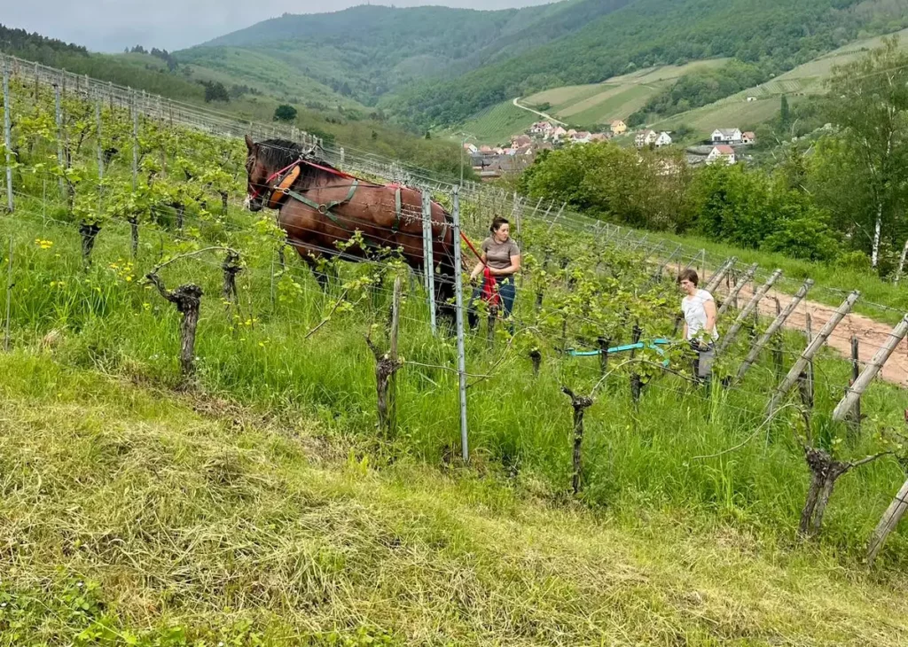 Cheval de traine qui aide aux travail de la vigne